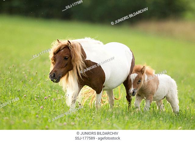 Miniature Shetland Pony. Pinto mare with foal walking on a pasture