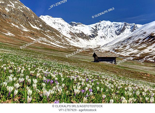 Crocus explosion in front of a typical hut in Juf, Val d'Avers, Grisons, Switzerland