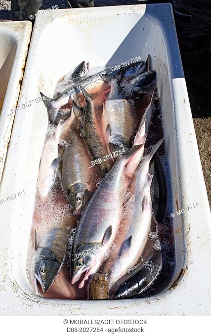 Russia , Chukotka autonomous district , Anadyr , headtown of the district , people fishing the Chum salmon or dog salmon or Keta salmon or Silverbrite salmon (...