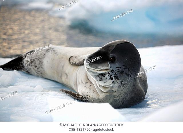 An adult Leopard Seal Hydrurga leptonyx hauled out and resting on an ice floe in Lemaire Channel on the Southwest side of the Antarctic Peninsula