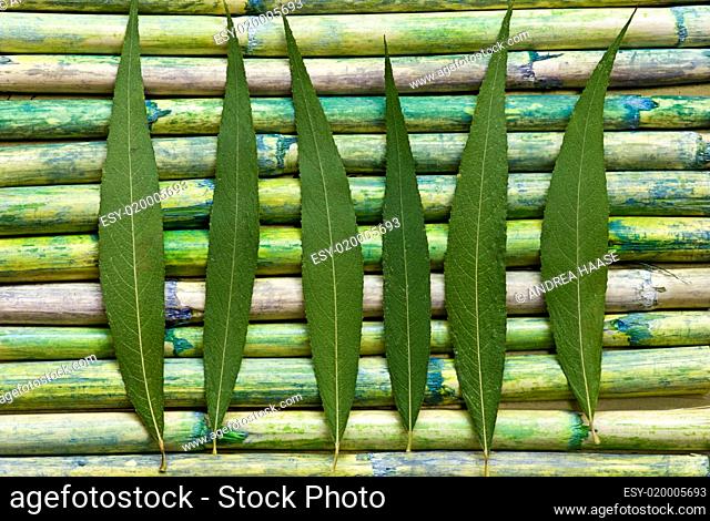 Blatt auf Bambus