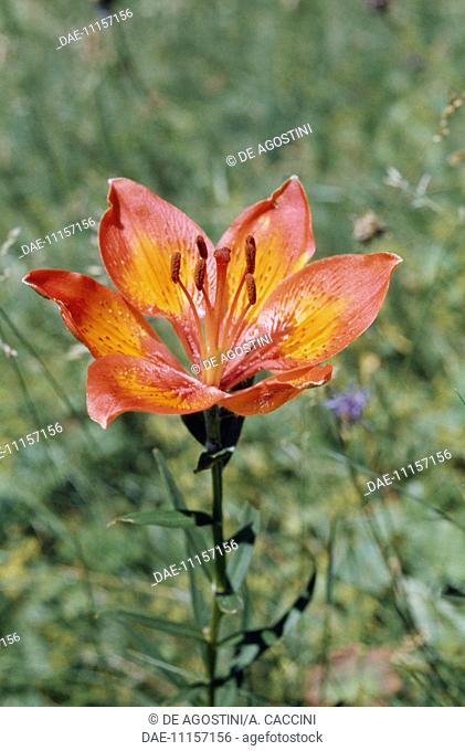 Orange lily, Fire lily or Tiger lily (Lilium bulbiferum or Lilium croceum), Liliaceae