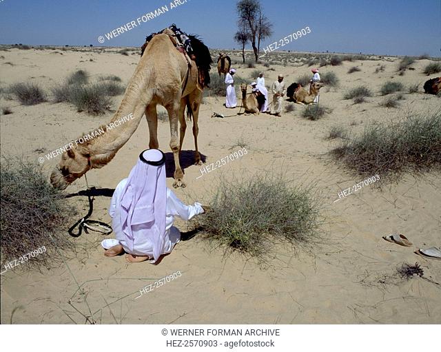 A party of Bedouin tending their camels in the desert. Country of Origin: United Arab Emirates. Culture: Islamic. Date/ Period: 1996