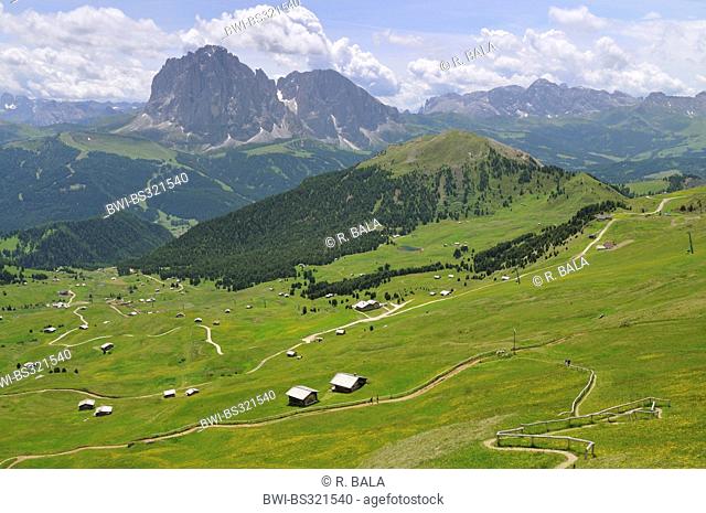 lots of alpine huts on mountain pasture in front of alpine panorama with Langkofel and Plattkofel, Italy