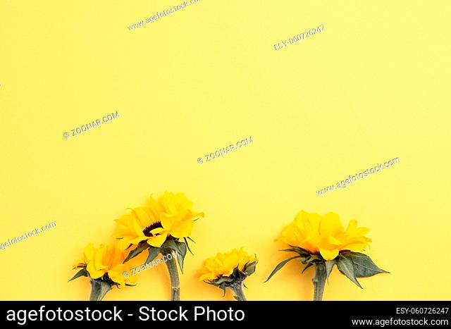 Yellow sunflowers on yellow background. top view, copy space