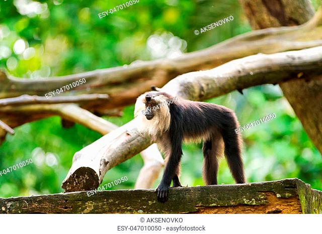 The lion-tailed macaque (Macaca silenus), or the wanderoo. Natural background with monkey on tree