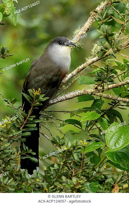 Chestnut-bellied Cuckoo (Coccyzus pluvialis) perched on a branch in Jamaica in the Caribbean