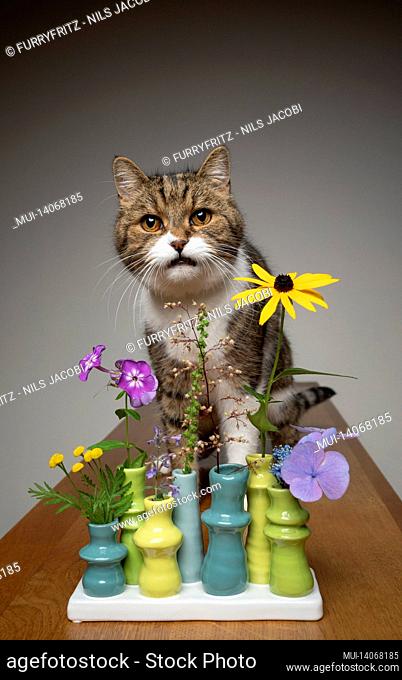 tabby white cat sitting behind flower vase with different potentially toxic plants looking irritated