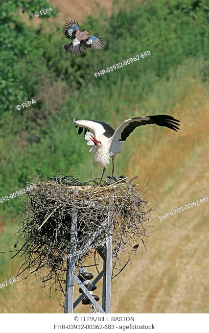 White Stork Ciconia ciconia adult, defending nest against Eurasian Jay Garrulus glandarius, Western Turkey, may