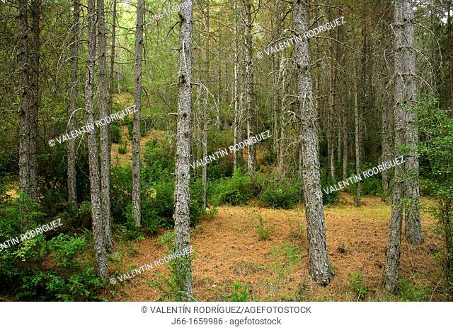 Scots pine forest in the Serranía de Cuenca