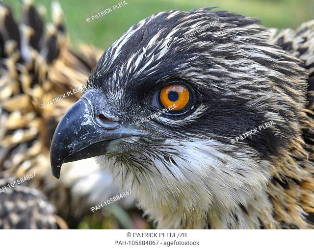 21.06.2018, Brandenburg, Klosterwalde: A young osprey sits on the ground in front of its nest. Previously, Paul Sommer, head of the nature conservation station...
