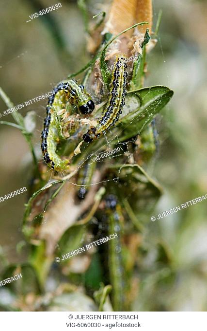 Close up of green caterpillars on a branch, larva of the box tree moth (Cydalima perspectalis), invasive species, vermin destroys gardens and parks