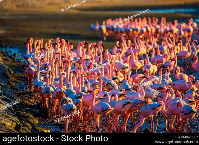 Birds feed in the shallow water of the Swakopmund. Interesting and useful birdwatching. Namibia. Africa. Huge colony of pink flamingos