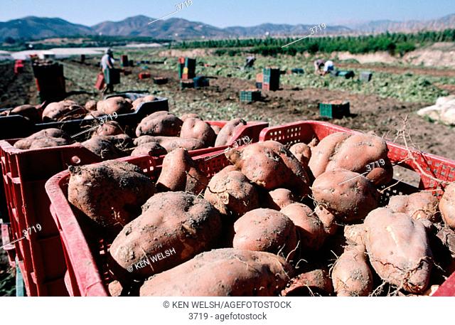 Sweet potatoes harvest. Near Nerja. Málaga. Spain