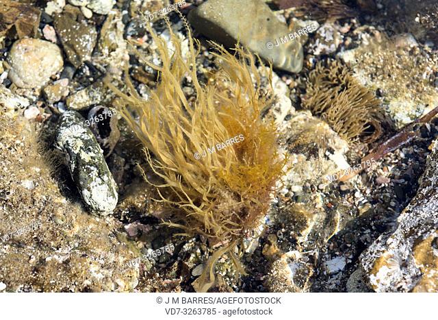 Dilophus fasciola or Dictyota fasciola is a brown alga. This photo was taken in Cap Ras coast, Girona province, Catalonia, Spain