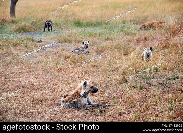 Spotted hyena puppies (Crocuta crocuta)at den in Serengeti National Park, UNESCO world heritage site, Tanzania, Africa|
