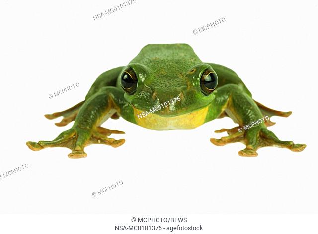 Rhacophorus dennysi, Blanford's whipping frog, asian gliding tree frog, asian gliding treefrog