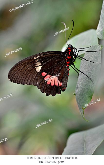 Lysander Cattleheart (Parides lysander), native to Guiana, butterfly house, Forgaria nel Friuli, Udine province, Italy
