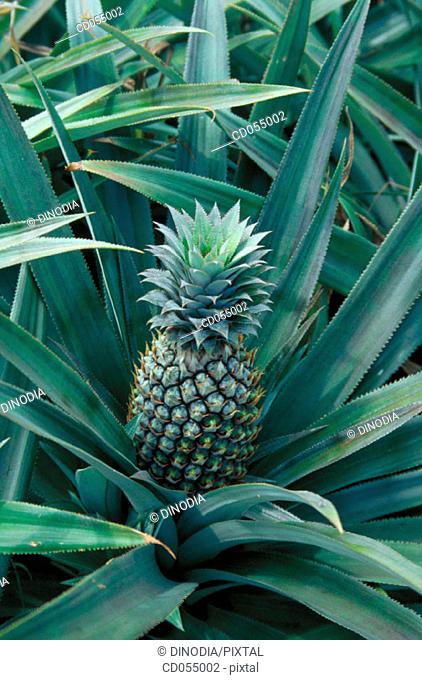 Pineapple. Karnataka. India