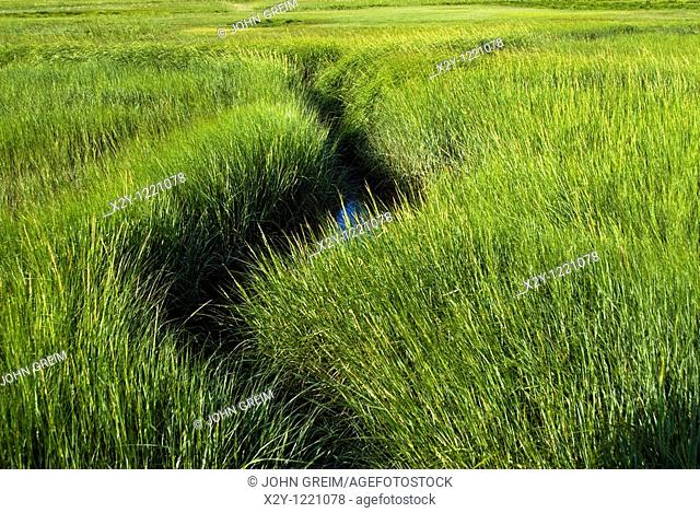 Waterway meandering through wetland sea grass