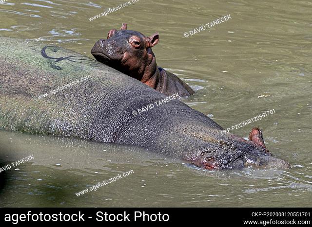 Hippo Hippopotamus (Hippopotamus amphibius) cub is swimming in enclosure at the zoo Safari Park Dvur Kralove in Dvur Kralove nad Labem, Czech Republic