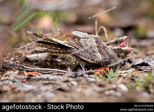 European Nightjar (Caprimulgus europaeus), well camouflaged on the ground
