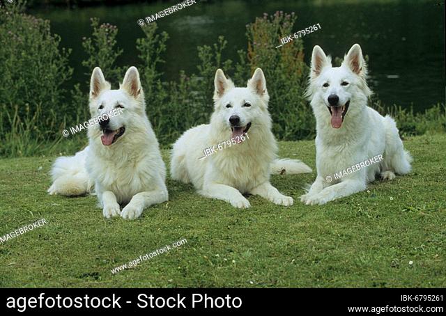 3 three White Shepherd Dog, Berger Blanc Suisse (White Swiss Shepherd Dog), White Shepherd Dog, White Shepherd, FCI, Standard provisional No 347