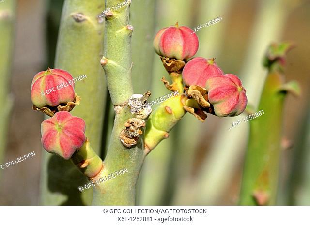 Fructification of Euphorbia dregeana, Dikboudmelkbos, Richtersveld Transfrontier National Park, South Africa