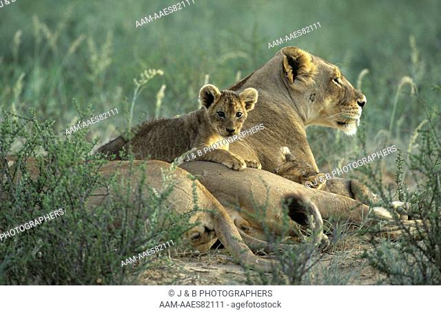 Lion with cub (Panthera leo) Kalahari Gemsbok Park