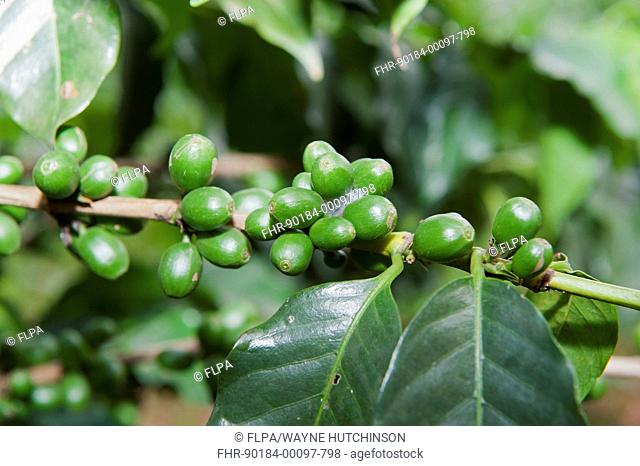 Coffee (Coffea sp.) crop, close-up of green beans, Uganda, June