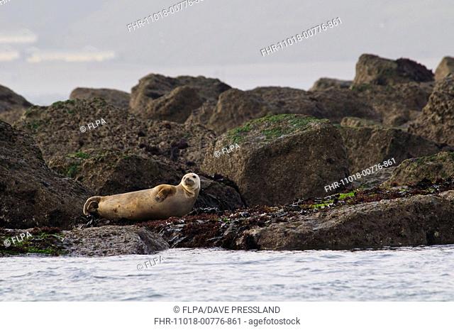 Grey Seal (Halichoerus grypus) sub-adult, hauled out rocks, Filey Brigg, North Yorkshire, England, November