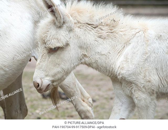 01 July 2019, Mecklenburg-Western Pomerania, Stralsund: A young European white donkey stands with his mother in the enclosure of the Stralsund Zoo