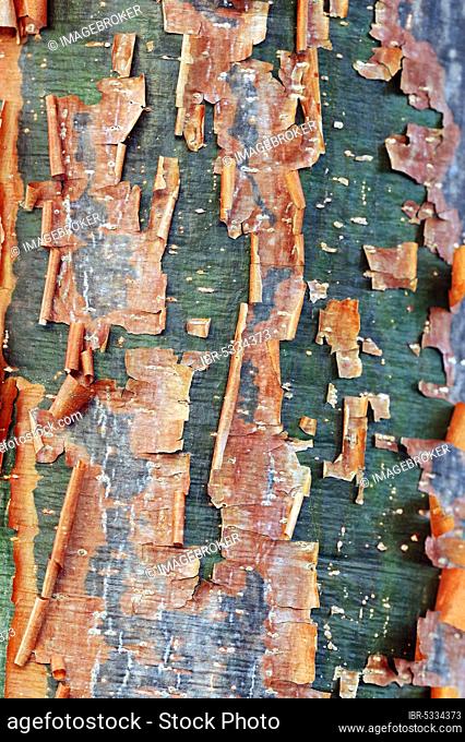 Gumbo Limbo (Bursera simaruba), tree bark, Everglades national park, Florida, USA (Burseraceae)