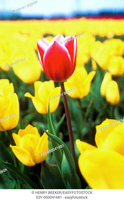 Tulips (Tulipa sp.), 'Purple Prince' in midst of 'Strong Gold'