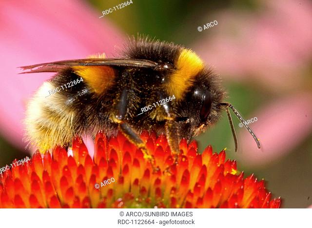 Small garden bumblebee