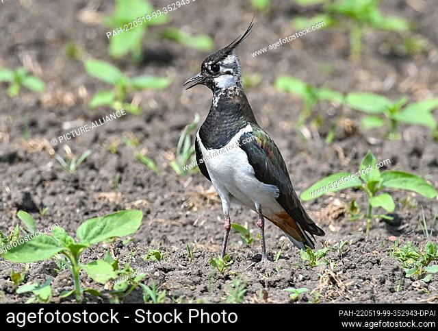 19 May 2022, Brandenburg, Sachsendorf: A lapwing (Vanellus vanellus) stands in a field. Just 50 years ago, the lapwing was frequently seen in fields and meadows...