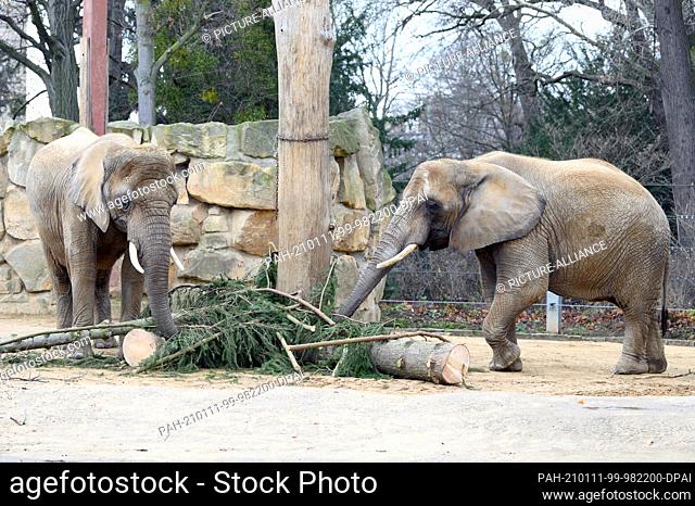 11 January 2021, Saxony, Dresden: Elephants stand in their enclosure at the zoo eating the remains of a Christmas tree. The spruce