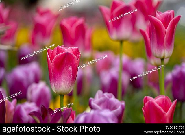 Pink and purple Tulips-Tulipa, Uk