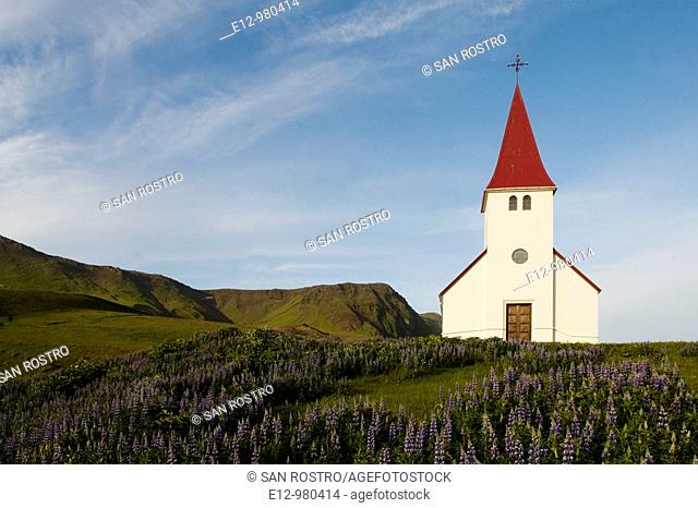 Iceland, Vik village, church. Nootka lupin