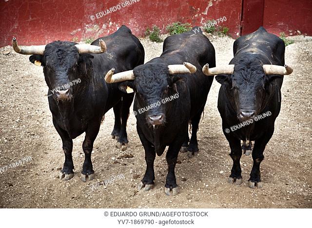 Three Bulls of Lidia of the livestock Torrestrella, in the land Los Alburejos, of Alvaro Domecq  Medina Sidonia, Cadiz, Spain, Europe