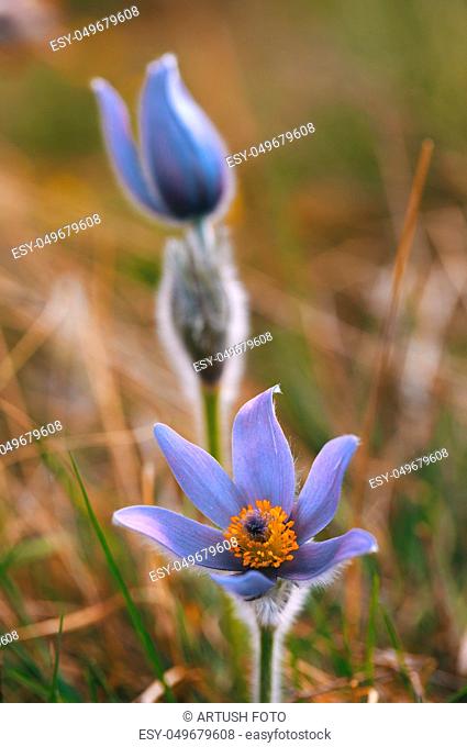early spring beautiful blue flowers Pulsatilla pratensis (small pasque flower)