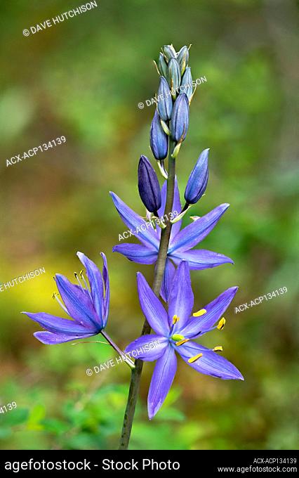 A purple camas, Camassia, blossoming at Horth Hill, North Saanich, Vancouver Island, BC, Canada