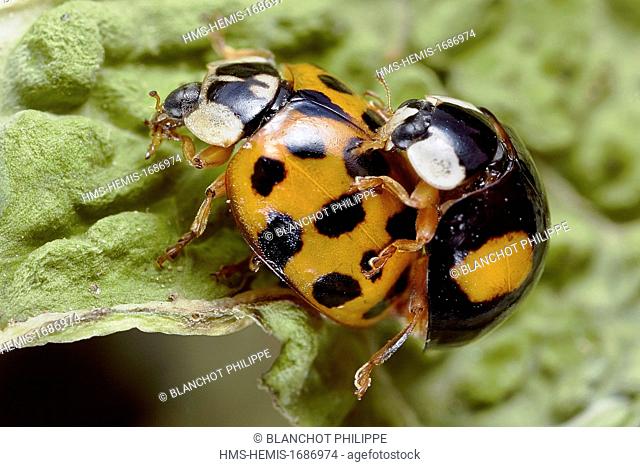France, Coleoptera, Coccinellidae, Harlequin ladybird, Multicolored Asian lady beetle or Halloween lady beetle (Harmonia axyridis), mating