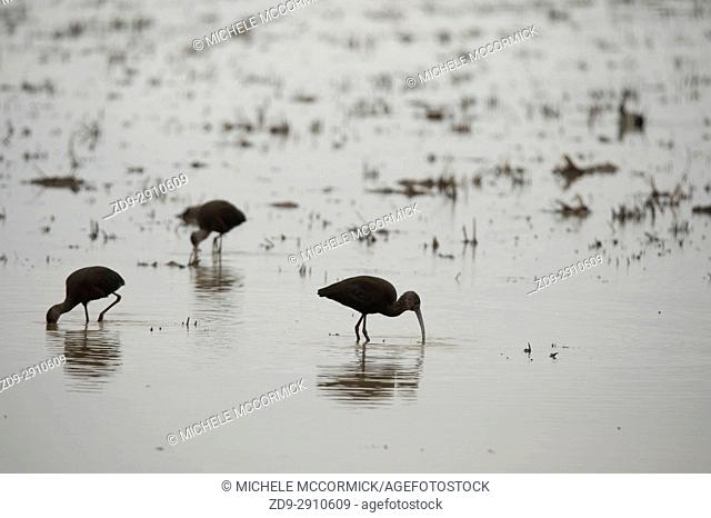 White-faced ibis feed at dawn in flooded field
