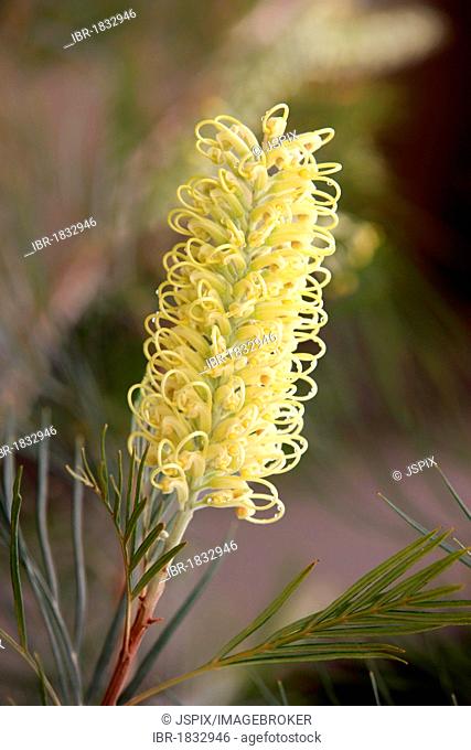 Needlewood Hakea, Pin Bush, Water Tree (Hakea leucoptera), flower, Outback, Northern Territory, Australia