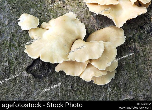 Pale Oyster, Netherlands (Pleurotus pulmonarius), Summer Oyster
