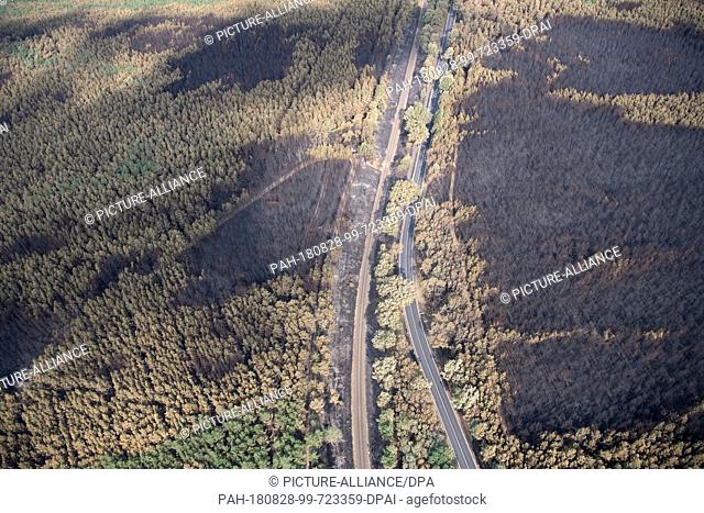 28.08.2018, Brandenburg, Treuenbrietzen: Long shadows cast burnt trees in a pine forest with partly intact trees. After the devastating forest fires in...