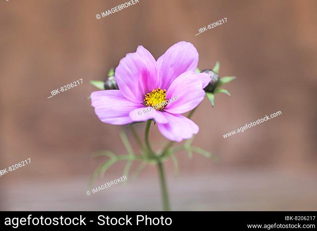 Mexican aster (Cosmos bipinnatus), flower in the foreground and two buds in the background, Velbert, Germany, Europe