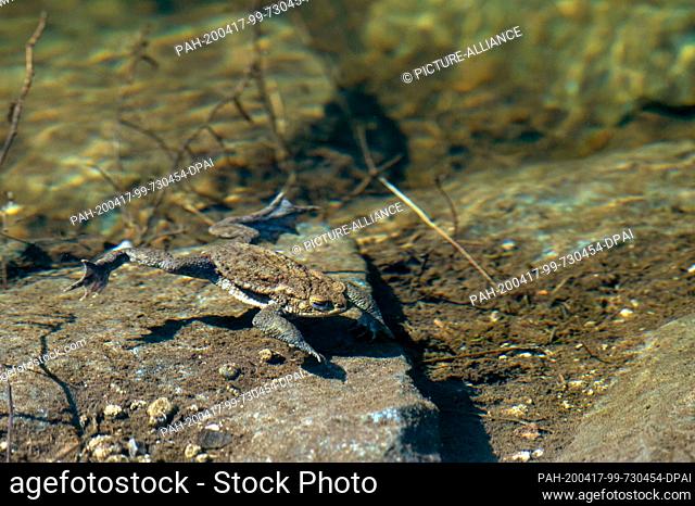 15 April 2020, Saxony-Anhalt, Oberharz am Brocken: An earth toad swims through the water of the almond wood dam. In the Harz mountains