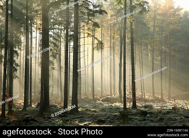 Sunbeams fall into the autumn coniferous forest, October, Poland